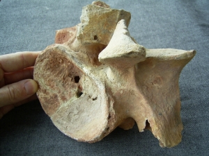 Großer Hals-Wirbel von Spinosaurus
