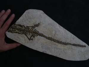 Mesosaurus Skelett #4