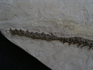 Mesosaurus Skelett #4
