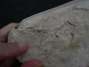 Mesosaurus Skelett #4