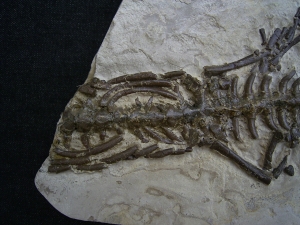 Mesosaurus Skelett #4