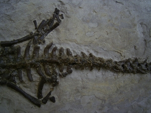Mesosaurus Skelett #4