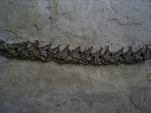 Mesosaurus Skelett #4