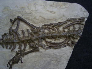 Mesosaurus Skelett #4