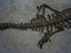 Mesosaurus Skelett #4