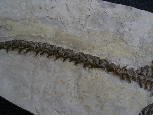 Mesosaurus Skelett #4