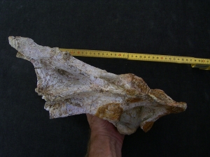 Atlasaur vertebra