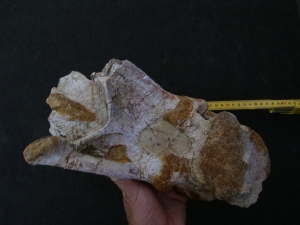 Atlasaur vertebra