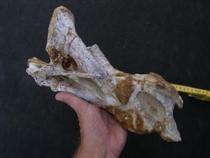 Atlasaur vertebra