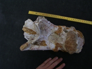 Atlasaur vertebra
