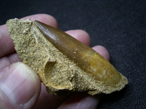 Plesiosaur tooth and more