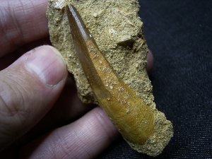 Plesiosaur tooth and more