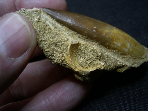 Plesiosaur tooth and more