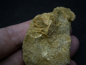 Plesiosaur tooth and more