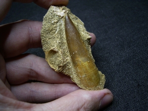 Plesiosaur tooth and more