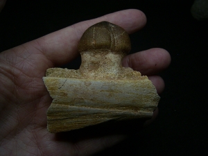 Globidens Kieferknochen mit Zahn