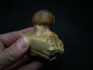 Globidens Kieferknochen mit Zahn