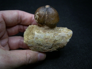 Globidens Kieferknochen mit Zahn