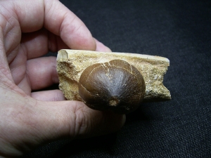 Globidens Kieferknochen mit Zahn