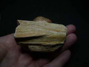 Globidens Kieferknochen mit Zahn