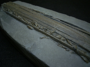 Ichthyosaurus Skelett aus Holzmaden