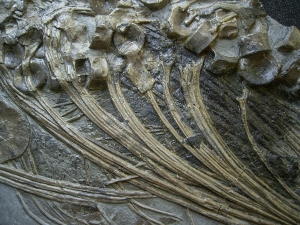 Ichthyosaurus Skelett aus Holzmaden