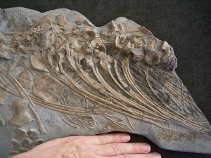 Ichthyosaurus Skelett aus Holzmaden