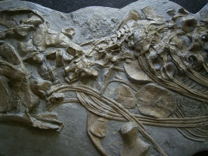 Ichthyosaurus Skelett aus Holzmaden