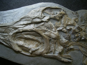 Ichthyosaurus Skelett aus Holzmaden
