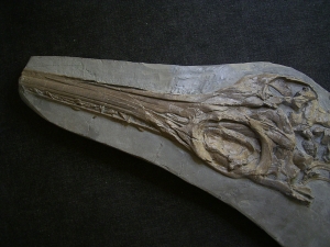 Ichthyosaurus Skelett aus Holzmaden