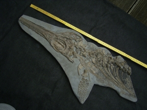 Ichthyosaurus Skelett aus Holzmaden