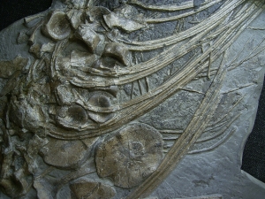 Ichthyosaurus Skelett aus Holzmaden