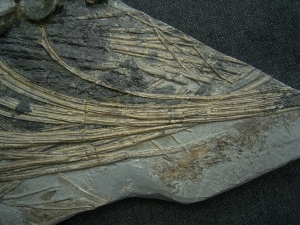 Ichthyosaurus Skelett aus Holzmaden