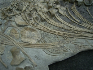 Ichthyosaurus Skelett aus Holzmaden