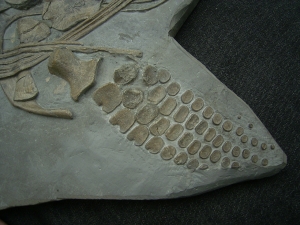 Ichthyosaurus Skelett aus Holzmaden