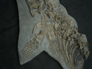 Ichthyosaurus Skelett aus Holzmaden