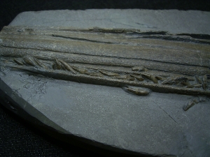 Ichthyosaurus Skelett aus Holzmaden