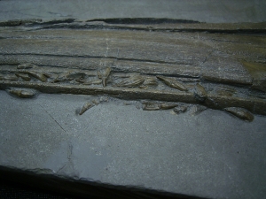 Ichthyosaurus Skelett aus Holzmaden