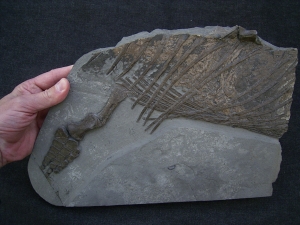 Ichthyosaurus Jungtier Torso