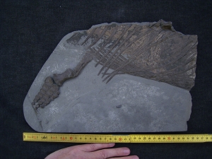 Ichthyosaurus Jungtier Torso