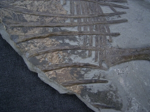 Ichthyosaurus Jungtier Torso