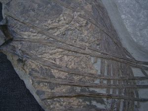 Ichthyosaurus Jungtier Torso