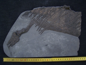 Ichthyosaurus Jungtier Torso