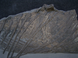 Ichthyosaurus Jungtier Torso