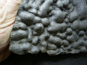 Stromatholitheplatte aus dem Perm der Pfalz