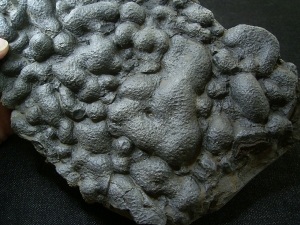Stromatholitheplatte aus dem Perm der Pfalz
