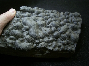 Stromatholitheplatte aus dem Perm der Pfalz