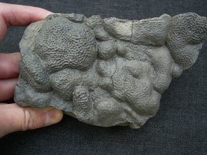 Stromatholithen aus dem Perm der Pfalz #2