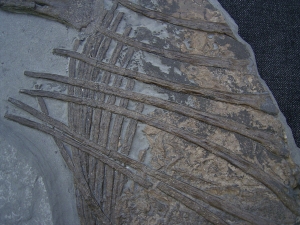 Ichthyosaurus Jungtier Torso