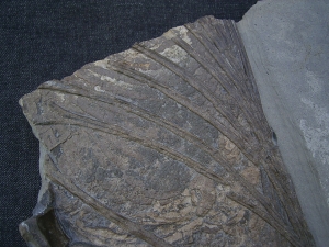 Ichthyosaurus Jungtier Torso